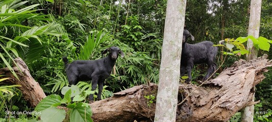 Black Goat
