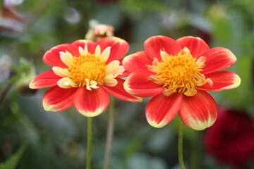 Flowers in the garden