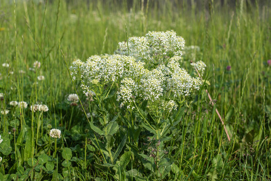 hoary or white top cress in a meadow