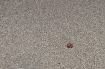 Stone on wet beach sand.