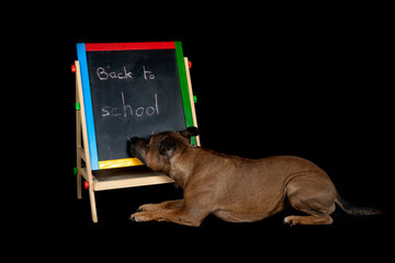 staffordshire bull terrier