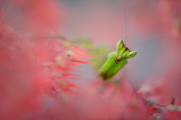 Beautiful mantis seeking something in the dark