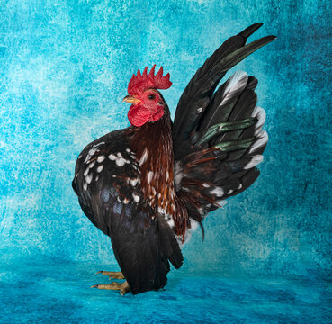 serama rooster in studio