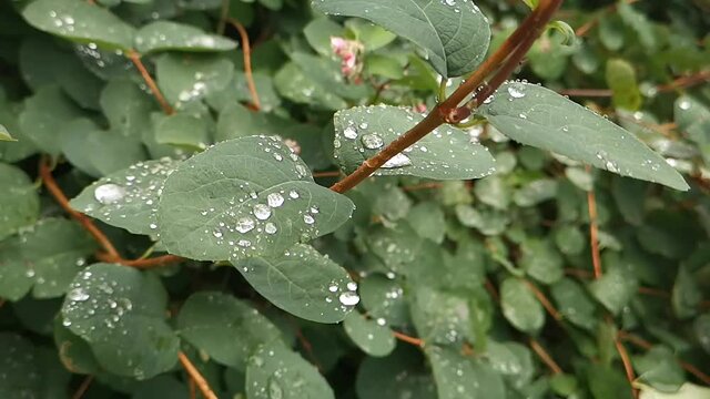 Wet leafs after sommer rain