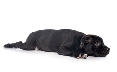 puppy staffordshire bull terrier