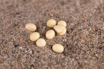 Soybean grains discarded on the sand