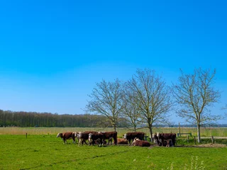 Fotobehang Hereford cows in the  Noordoostpolder, Flevoland Province, The Netherlands © Holland-PhotostockNL