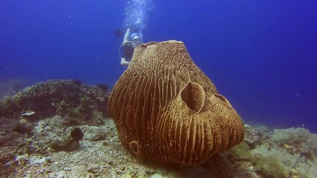 Scuba diver swimming next to a Giant Barrel Sponge
