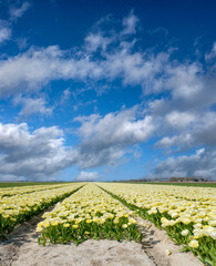 Tulip fields Noordoostpolder, Flevoland Province, The Netherlands
