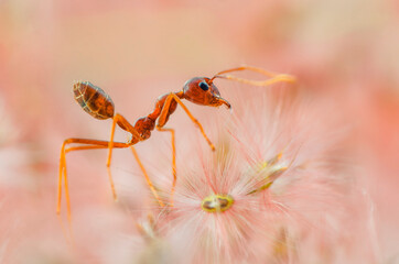 Red ants Pink background
