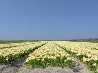 Tulip fields Noordoostpolder, Flevoland Province, The Netherlands