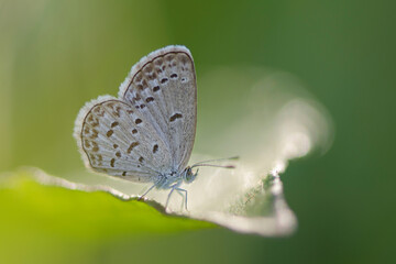 Butterfly with bokeh
