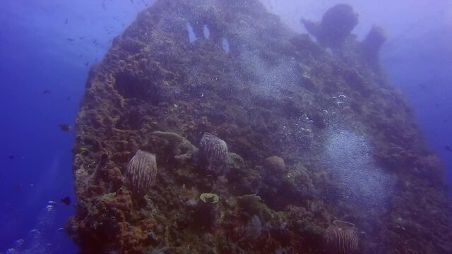 Coral covered hull of the sunken USS Liberty shipwreck