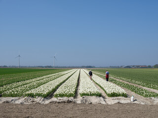 Tulip fields Noordoostpolder, Flevoland Province, The Netherlands