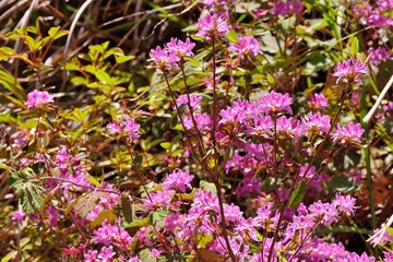Alpine azalea blooms,in the Taiwan