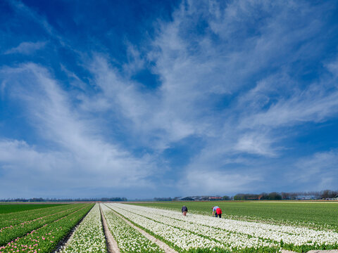 Tulip fields Noordoostpolder, Flevoland Province, The Netherlands