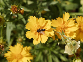 (Megachile frigida) Leafcutter bee or carder bee, one of fascinating bees, collecting pollen on yellow coreopsis flower