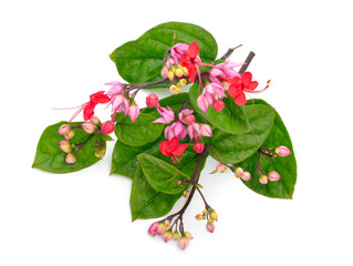 Clerodendrum. Its common names include glorybower, bagflower and bleeding-heart. Isolated on white background