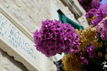 Croatia flowers city summer