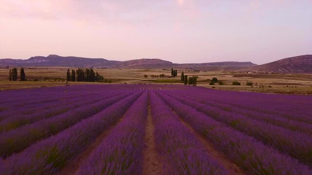 video aereo sobre campos de lavanda en moratalla Espa&ntilde;a.