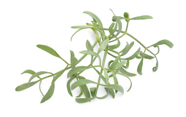 Crithmum maritimum, known as rock samphire, sea fennel or samphire. Isolated on white background