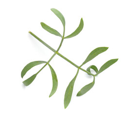 Crithmum maritimum, known as rock samphire, sea fennel or samphire. Isolated on white background