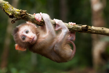 Cute monkeys and where they life in nature - obrazy, fototapety, plakaty