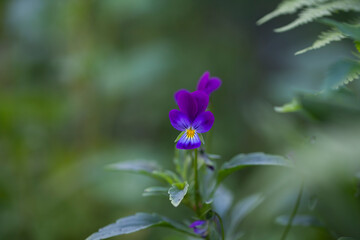 Violet flowers and leaves on green background in sunlight