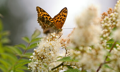 Beautiful Silver washed fritillary feeding on false spirea flowers