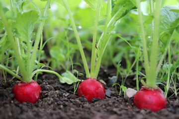 Red radish plant growing in soil in the garden bed. Appetizing harvest, healthy vegetarian food.