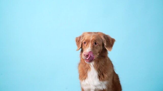 Toller dog licks its lips. Slow motion shooting. Nova Scotia Duck Tolling Retriever on a blue background. Indoor pet.