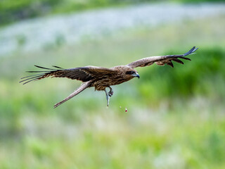 Black-eared kite flying over a green field