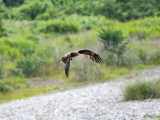 Black-eared kite flying over a green field