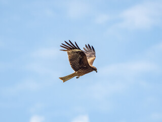 Black-eared kite flying in the sky