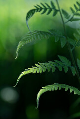 明暗が背景と徐々に逆転している木陰に開いたシダの一種の葉序1