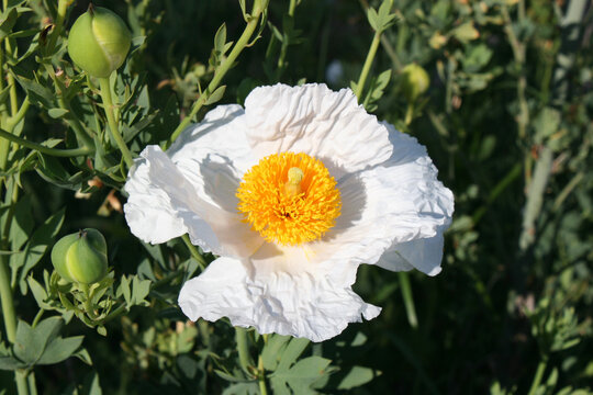 Closeup shot of a beautiful Coulter's Matilija poppy - Powered by Adobe