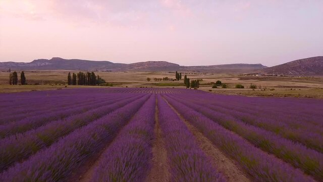 video aereo sobre campos de lavanda en moratalla Espa&ntilde;a.