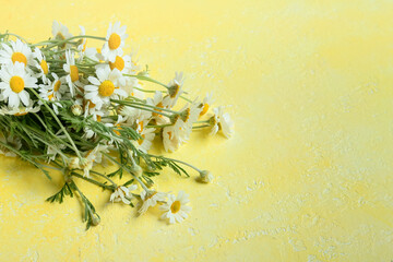 Bouquet of beautiful chamomile flowers on color background