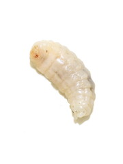 Larva of the stinging wasp Vespula germanica isolated on white background