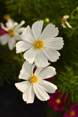 ดอกไม้ในสวน