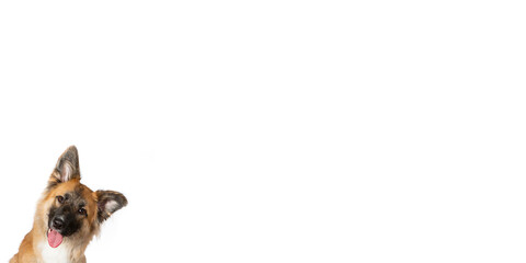 White background copy space concept image with funny dog in the bottom corner looking funny. 