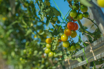 สีสันแห่งผักผลไม้