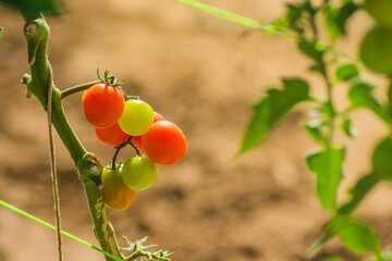 สีสันแห่งผักผลไม้