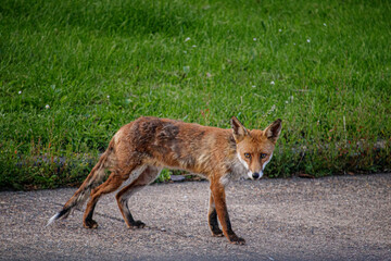 red fox 