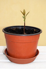 Young avocado sprout with first small leaves grown in a pot at home