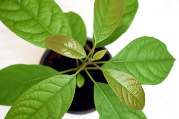 Avocado plant grown in a pot at home