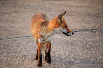 red fox vulpes