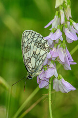 Marbled White Butterfly 4