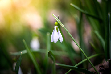 Snowdrop or common snowdrop (Galanthus nivalis) flower in the forest with warm sunshine at springtime. The first flowers of the Spring season are blooming