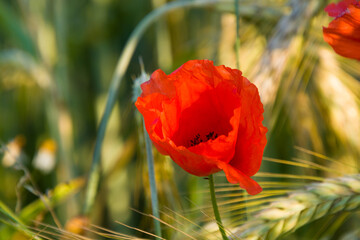 Field flowers